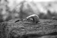 Crow Skull
