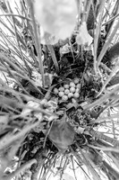 Lilac Nest
