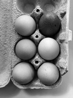 Eggs