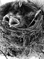Emerging