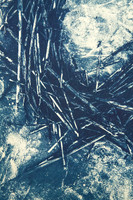 ReedCloseUp