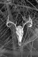 Branch Skull