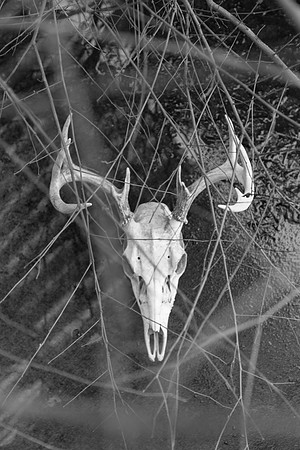Branch Skull