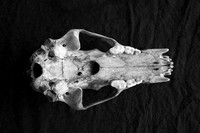 Skull, under