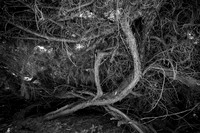 Roots