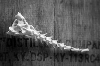 Spine