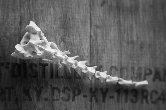 Spine