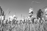 IMG_5115-2