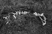 Farm Spine