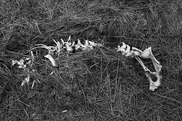 Farm Spine