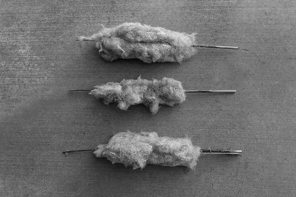 Cat Tails