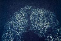 MossDetail