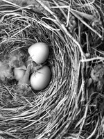 Freshly Hatched