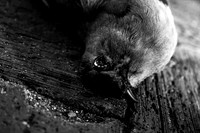 Dead Bird