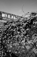 IvyFence
