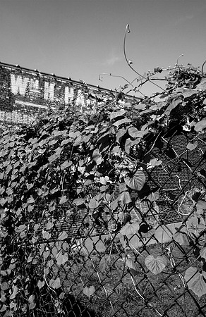 IvyFence